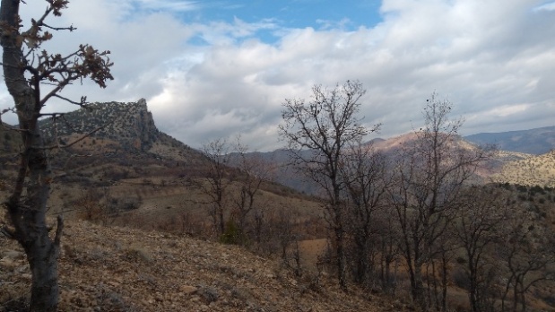 Mücadele Amaçlı Yaban Domuzu Sürek Avı Düzenlendi