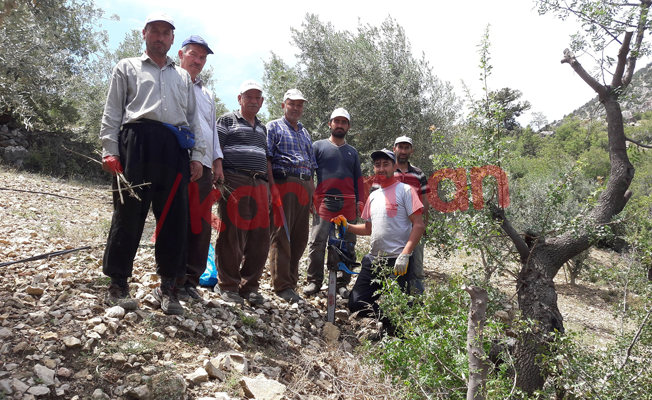 İlimizde Yabani Antep Fıstıkları Aşılandı