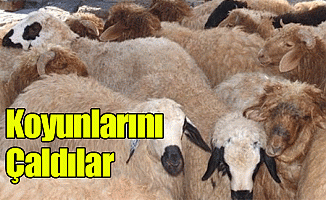 Koyunlarını Çaldılar!